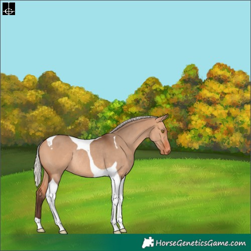 Horse Color:Silver Bay Dun Tobiano Appaloosa Rabicano 