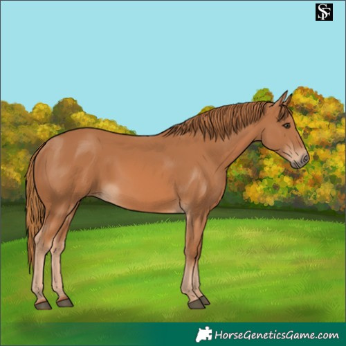 Horse Color:Chestnut 