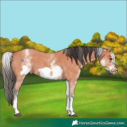 Horse Color:White Spotted Bay Sabino Frame