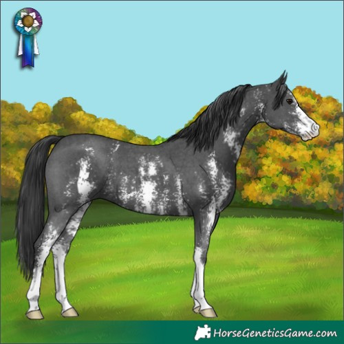 Horse Color:Black Sabino 