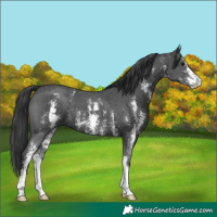Horse Color:Black Sabino