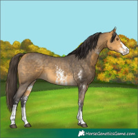 Horse Color:Buckskin Sabino