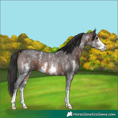 Horse Color:Brown Sabino 