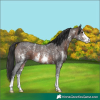 Horse Color:Brown Sabino