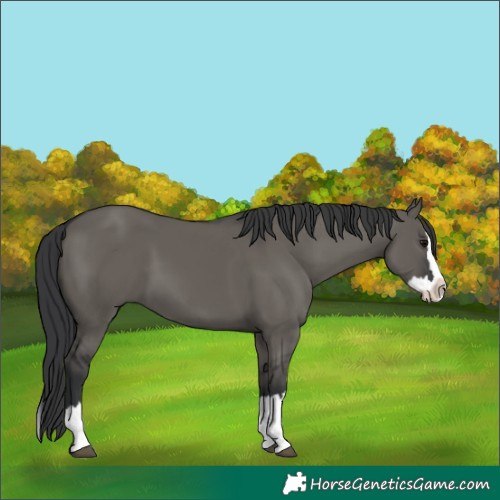 Horse Color:Grullo Splash