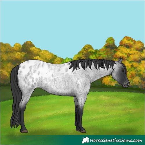 Horse Color:Blue Roan Appaloosa 