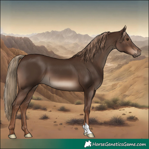Horse Color:Liver Chestnut 