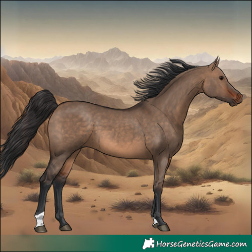 Horse Color:Brown Dun 