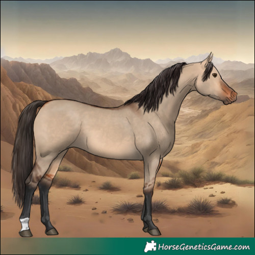 Horse Color:Bay Dun 