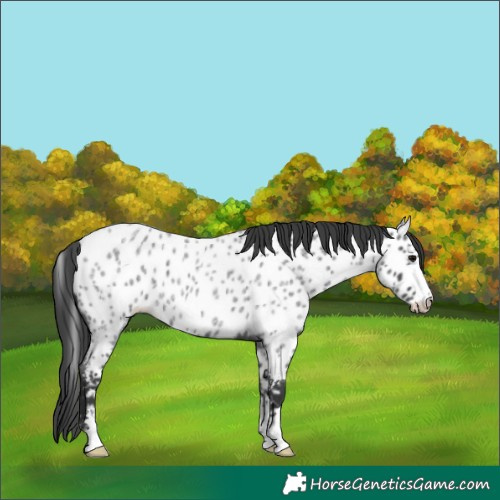 Horse Color:Blue Roan Appaloosa