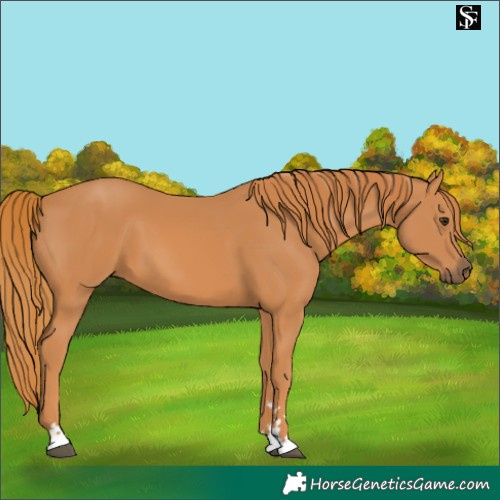 Horse Color:Chestnut 