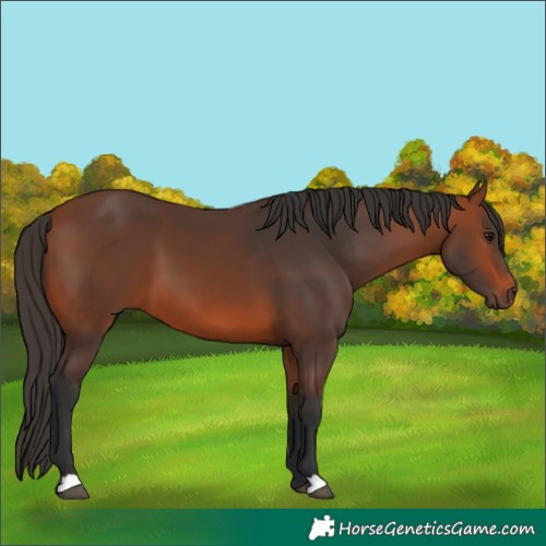 Horse Color:Bay 