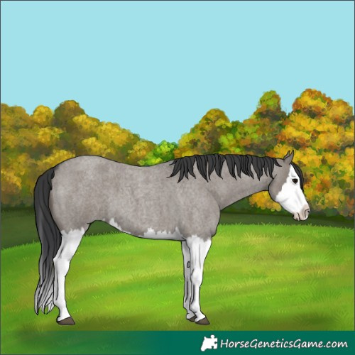 Horse Color:Grullo Roan Splash 