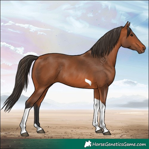 Horse Color:Bay Tobiano Rabicano 