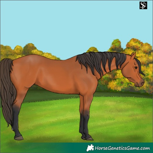 Horse Color:Bay 