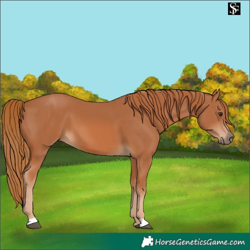 Horse Color:Chestnut 