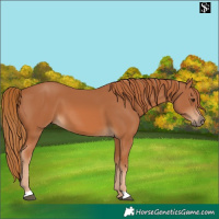 Horse Color:Chestnut 