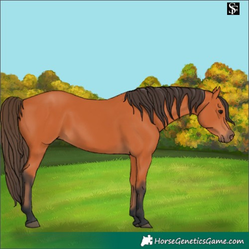 Horse Color:Bay 