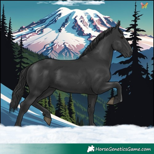 Horse Color:Black 