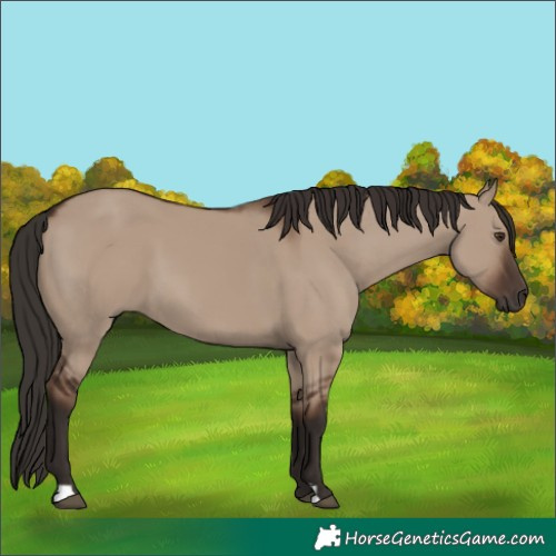 Horse Color:Liver Red Dun