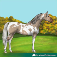 Horse Color:White Spotted Silver Brown Dun Tobiano