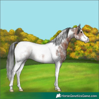 Horse Color:Brown Sabino Tobiano 