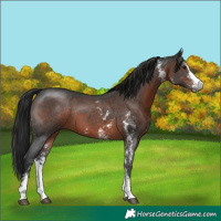 Horse Color:Gray Brown Sabino 