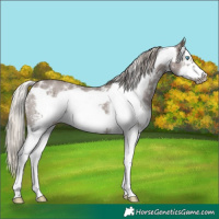 Horse Color:Silver Black Sabino Frame 
