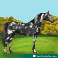 Horse Color:Gray White Spotted Black 