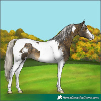 Horse Color:Silver Buckskin Sabino Tobiano 