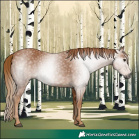 Horse Color:Gray Chestnut 