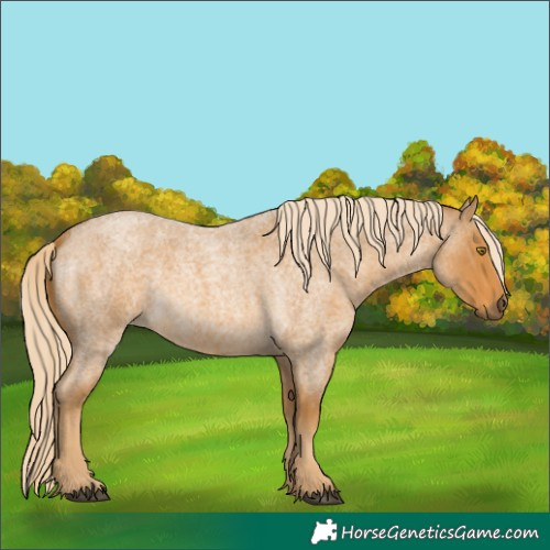 Horse Color:Palomino Roan 