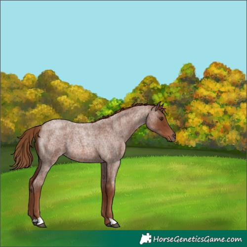Horse Color:Red Roan 
