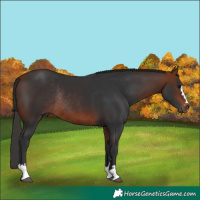 Horse Color:Bay Rabicano