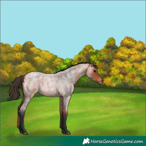 Horse Color:Bay Roan 