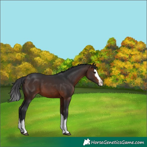 Horse Color:Brown Splash 