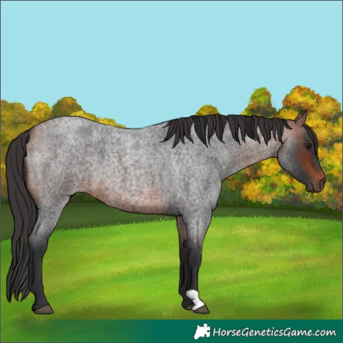 Horse Color:Bay Roan 