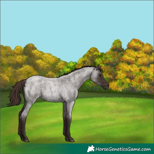 Horse Color:Liver Red Roan 