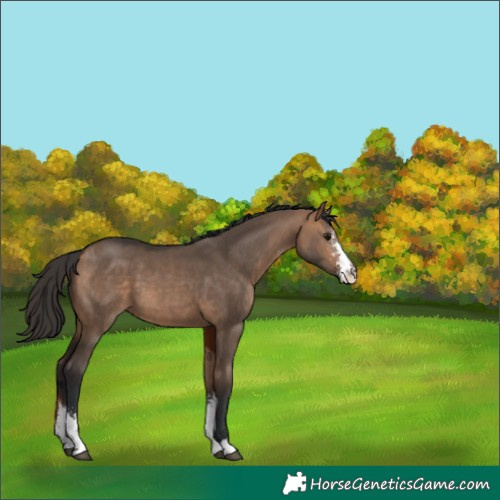 Horse Color:Bay Dun Sabino