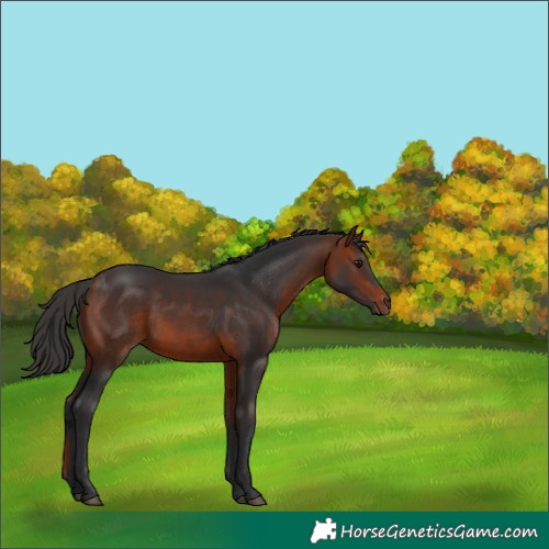 Horse Color:Brown Rabicano 