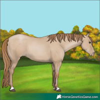 Horse Color:Grullo Pearl Rabicano 