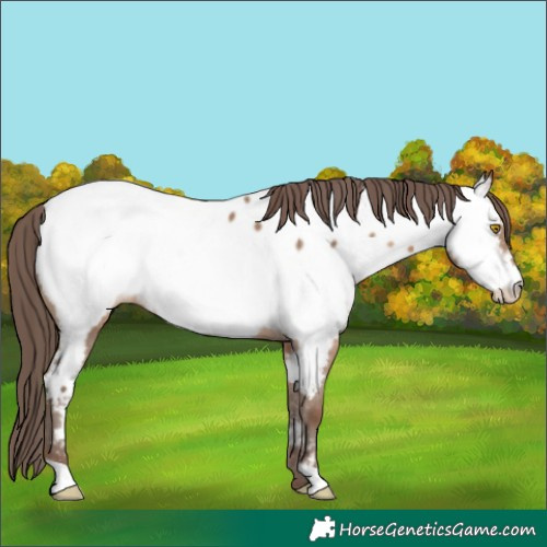 Horse Color:Sable Champagne Near Fewspot Rabicano 