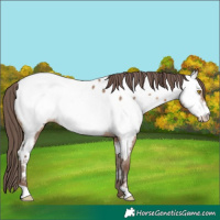 Horse Color:Sable Champagne Near Fewspot Rabicano 