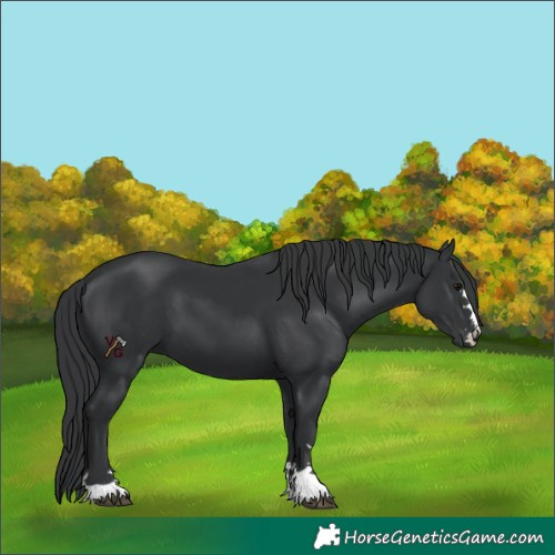 Horse Color:Black 