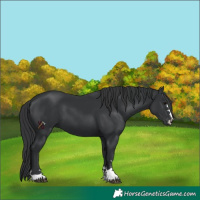 Horse Color:Black 