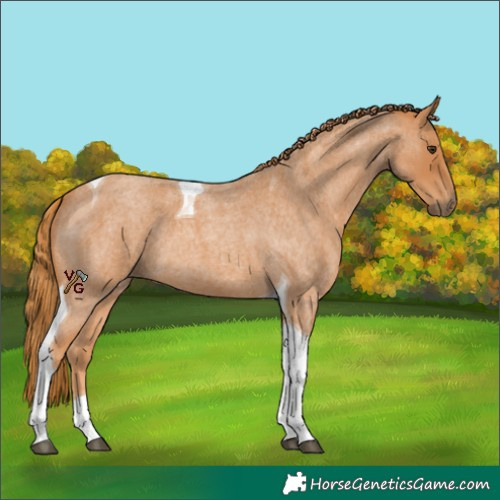 Horse Color:Red Roan Tobiano 