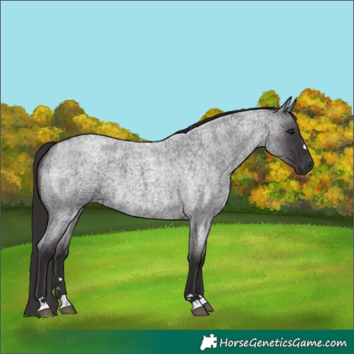 Horse Color:Smoky Blue Roan 
