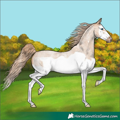 Horse Color:Red Dun Roan Splash Frame Rabicano 