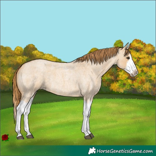 Horse Color:Red Dun Roan Splash Frame Rabicano 