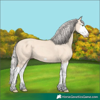 Horse Color:Silver Classic Champagne Dun Splash Frame 